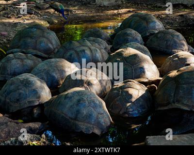 Zanzibar, Tanzanie - Jan, 2021: Population isolée de tortues géantes Aldabra dans un sanctuaire de tortues sur la réserve de l'île de la prison (également connue sous le nom de Changuu Banque D'Images