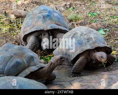 Zanzibar, Tanzanie - Jan, 2021: Population isolée de tortues géantes Aldabra dans un sanctuaire de tortues sur la réserve de l'île de la prison (également connue sous le nom de Changuu Banque D'Images
