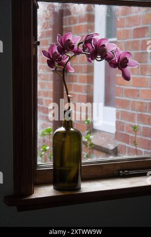 Une grande bouteille en verre vert tenant une tige d'orchidées violettes florissantes sur un rebord de fenêtre en bois avec un mur de briques vu à travers la fenêtre. Banque D'Images