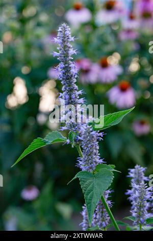 Gros plan d'une épi de fleur violette Agastache avec un fond doux de feuillage vert et de fleurs roses. Banque D'Images