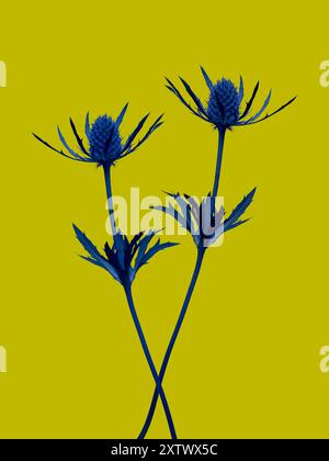 Fleurs de chardon bleu sur un fond jaune vif. Banque D'Images