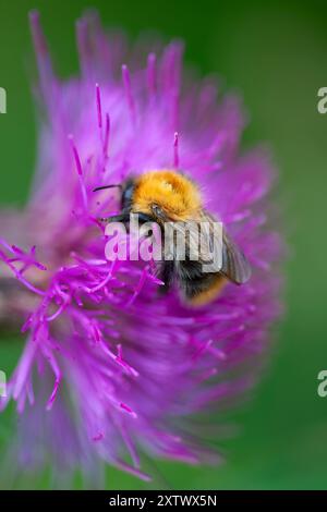 Un bourdon recueille le nectar des épines violettes vibrantes d'une fleur de chardon sur un fond vert doux. Banque D'Images