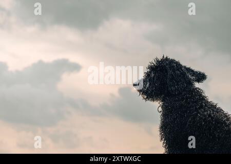 Silhouette d'un chien aux cheveux bouclés contre un ciel nuageux au crépuscule. Banque D'Images