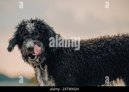 Chien mouillé noir et blanc avec une fourrure bouclée qui sort de sa langue sur un fond flou. Banque D'Images