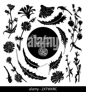 Un ensemble de silhouettes vectorielles de feuilles, de fleurs et de branches de chicorée. Silhouettes noires de plantes sauvages pour la conception, cartes postales, tatouages, timbres Illustration de Vecteur