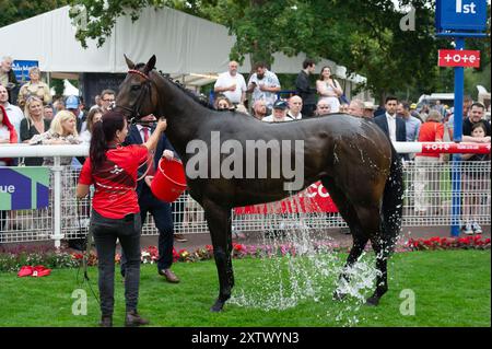 Windsor, Royaume-Uni. 15 août 2024. NIGHT BREEZE piloté par le jockey Kieran O'Neill remporte le Tote Placepot Leg 4 Racing League 25 handicap Stakes (Class 4) (pour les chevaux pris en charge par les entraîneurs inscrits à la Racing League) pour le pays de Galles et l'Ouest lors de la réunion de la Racing League au Royal Windsor Racecourse, Windsor, Berkshire. Propriétaire Midtech 2, entraîneur Ian Williams, Alvechurch, éleveur Godolphin. Crédit : Maureen McLean/Alamy Live News Banque D'Images