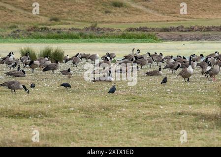 Un groupe de bernaches du Canada et divers autres petits oiseaux dans la campagne anglaise. Août 2024. Banque D'Images