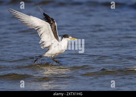 Terne commune, photo de vol, (Thalasseus bergii), atterrissage dans l'eau, Khawr oriental / Khawr ad Dahariz, Salalah, Dhofar, Oman, Asie Banque D'Images