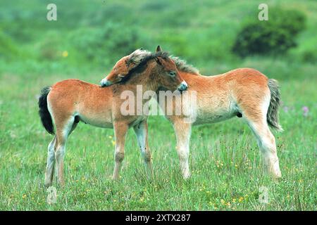 Deux poneys Exmoor (Equus ferus caballus), Texel, pays-Bas, République fédérale d'Allemagne Banque D'Images