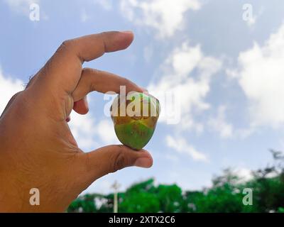 Une main tenant un fruit vert noix de coco beluluk. Le fruit est petit et a une couleur verte et jaune. Le ciel est bleu et il y a quelques nuages dans le SK Banque D'Images