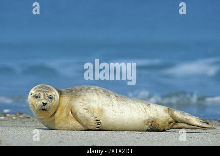 Phoque commun (Phoca vitulina), île d'Helgoland, Schleswig-Holstein, République fédérale d'Allemagne Banque D'Images