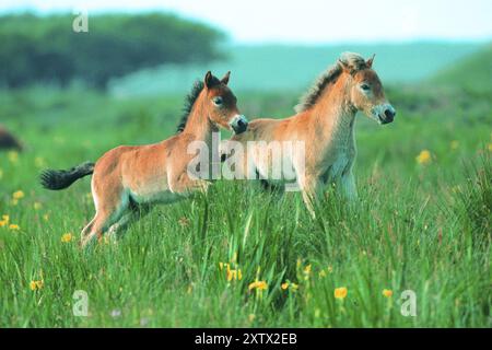 Deux poneys Exmoor (Equus ferus caballus), Texel, pays-Bas, République fédérale d'Allemagne Banque D'Images