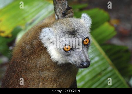 Lémurien rouge (Eulemur rufus) Banque D'Images