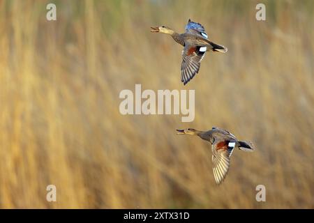 Gadwall, (Anas strepera), Mareca strepera, deux canards en vol, Wagbachniederung, Waghâ€°usl, Bade-Wuerttemberg, République fédérale d'Allemagne Banque D'Images