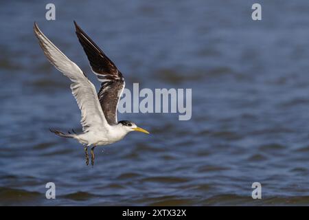 Terne Caspienne, photo de vol, (Thalasseus bergii), Khawr est / Khawr ad Dahariz, Salalah, Dhofar, Oman, Asie Banque D'Images