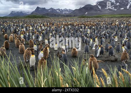 Antarctique, Géorgie du Sud, Salisbury pain, une colonie de manchots royaux (Aptenodytes patagonicus), Salisbury pain, Géorgie du Sud, Antarctique Banque D'Images