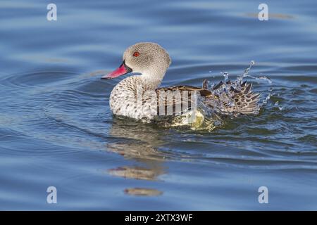 Cape Teal (Anas capensis), Cape Teal, canard du Cap, Cerceta de El Cabo, réserve naturelle de False Bay / stations d'épuration de Strandfontein, Cape Town, Western Cap Banque D'Images