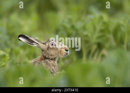 Lièvre brun (Lepus europaeus) animal adulte dans un champ de betteraves sucrières en été, Suffolk, Angleterre Royaume-Uni Banque D'Images