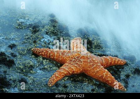 Étoile de mer (Pisaster ochraceus), Olymp. NP, Washington, États-Unis, NP olympique, Washington, République fédérale d'Allemagne, Amérique du Nord Banque D'Images