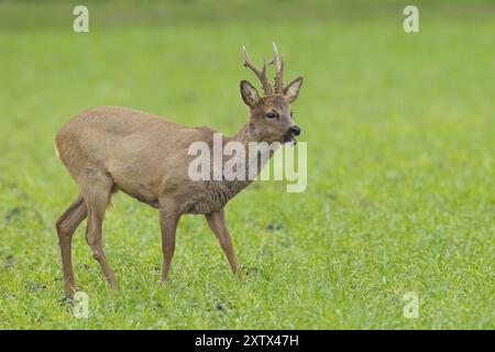 Roebuck au printemps, Capreolus capreolus, Allemagne, Europe Banque D'Images