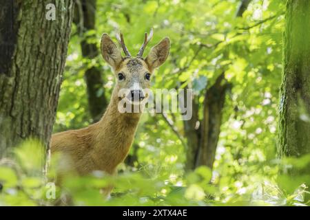 Un chevreuil européen (Capreolus capreolus) dans la forêt regarde attentivement entre les arbres, Hesse, Allemagne, Europe Banque D'Images