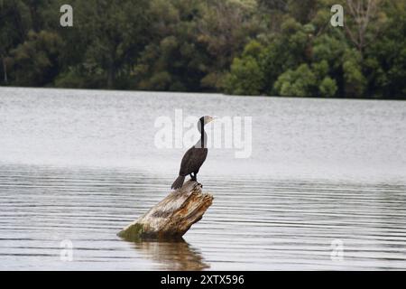 Cormoran à double crêpe perché sur une souche sur le lac Nokomis Banque D'Images