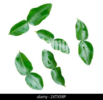 Vue de dessus ensemble de feuilles de citron kaffir ou de feuilles de bergamote dispersées est isolé sur fond blanc. Banque D'Images