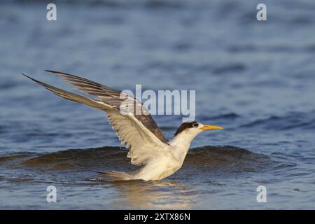 Terne commune, photo de vol, (Thalasseus bergii), baignade dans l'eau, Khawr oriental / Khawr ad Dahariz, Salalah, Dhofar, Oman, Asie Banque D'Images