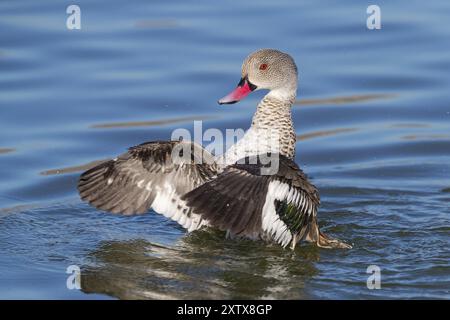 Cape Teal (Anas capensis), Cape Teal, canard du Cap, Cerceta de El Cabo, réserve naturelle de False Bay / stations d'épuration de Strandfontein, Cape Town, Western Cap Banque D'Images