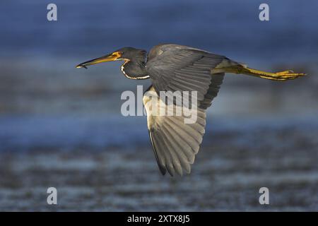 Héron tricolore (Egretta tricolor), recherche de nourriture, Viera Wetlands, Sanibel Island, Floride, États-Unis, Amérique du Nord Banque D'Images