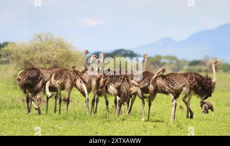 Un groupe d'autruche, Afrique, Tanzanie, (Struthio camelus), animal, animaux, oiseau, oiseaux, Tanzanie, Afrique Banque D'Images