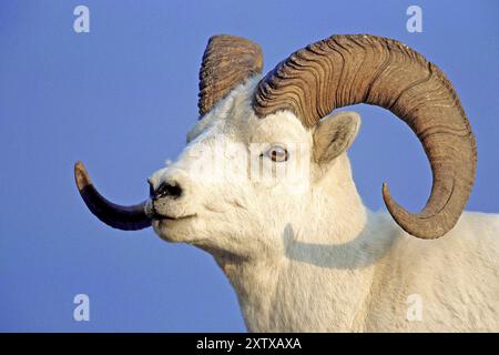 Dall Sheep, RAM, NP Denali, Alaska, NP Denali, Alaska, République fédérale d'Allemagne Banque D'Images