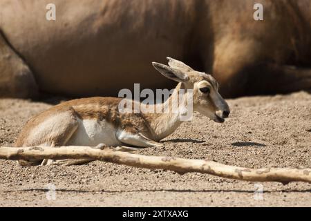 Gazelle goitrée persane (Gazella subgutturosa subgutturosa) Banque D'Images