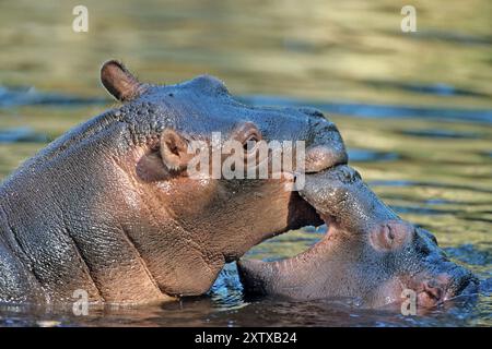 Deux hippopotames de combat dans l'eau, (Hippopotamus amphibicus), Hippo), Parc national Kruger, Afrique du Sud, Afrique Banque D'Images