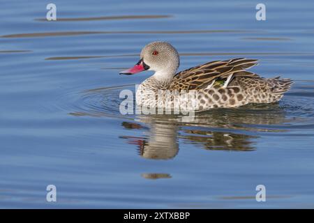 Cape Teal (Anas capensis), Cape Teal, canard du Cap, Cerceta de El Cabo, réserve naturelle de False Bay / stations d'épuration de Strandfontein, Cape Town, Western Cap Banque D'Images