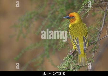 Weaver du Cap (Ploceus capensis), Parc national de la côte ouest, Langebaan, Cap occidental, Afrique du Sud, Afrique Banque D'Images