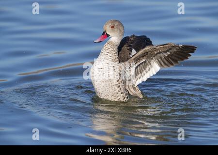 Cape Teal (Anas capensis), Cape Teal, canard du Cap, Cerceta de El Cabo, réserve naturelle de False Bay / stations d'épuration de Strandfontein, Cape Town, Western Cap Banque D'Images