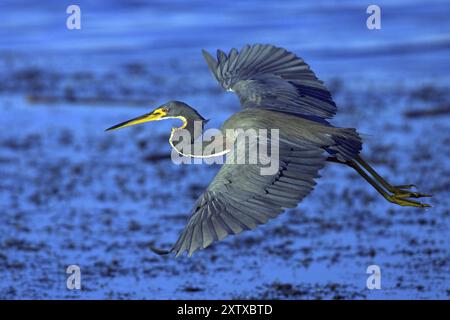 Héron tricolore (Egretta tricolor), recherche de nourriture, Viera Wetlands, Sanibel Island, Floride, États-Unis, Amérique du Nord Banque D'Images