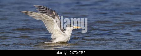 Terne commune, photo de vol, (Thalasseus bergii), atterrissage dans l'eau, Khawr oriental / Khawr ad Dahariz, Salalah, Dhofar, Oman, Asie Banque D'Images