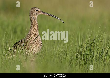 Courlis eurasien (Numenius arquata), Courlis cendre, Zarapito Real, Snipe Bird, Texel, Noord-Holland, Hollande Banque D'Images