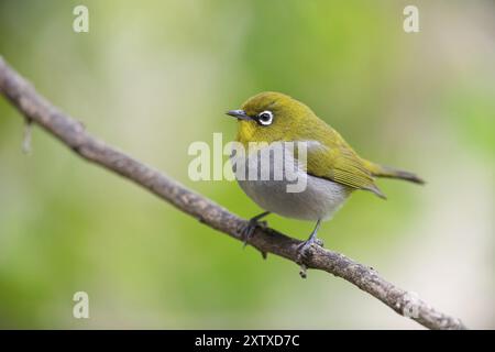 Cape White-eye (Zosterops virens), Garden route National Park, Wilderness section, Wilderness, Western Cape, Afrique du Sud, Afrique Banque D'Images