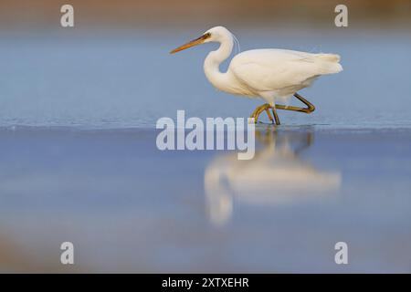 WESTERN Reef Heron, Western Reef-Heron, Western Reef-Egret, (Egretta gularis), Garceta Dimorfa, Raysut, Salalah, Dhofar, Oman, Asie Banque D'Images