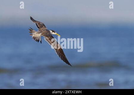 Terne Caspienne, photo de vol, (Thalasseus bergii), Khawr est / Khawr ad Dahariz, Salalah, Dhofar, Oman, Asie Banque D'Images