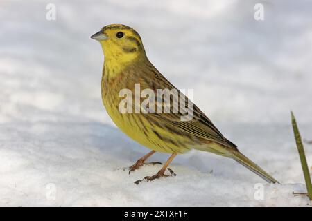 Yellowhammer (Emberiza citrinella) Bruant jaune, Escribano Cerillo, branche, saisons, hiver, neige, région d'Ormoz, Ormoz, Podravska, Slovénie, Europe Banque D'Images