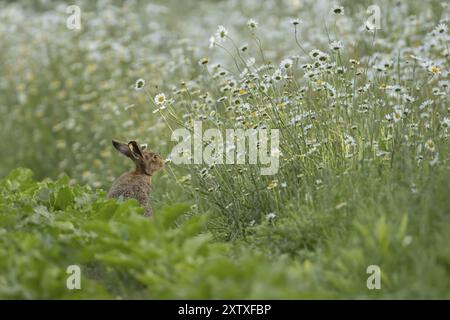 Lièvre brun (Lepus europaeus) animal adulte sur le bord d'un champ de betterave à sucre de terre agricole en été avec des marguerites Oxeye en fleurs dans la marge du champ, S Banque D'Images