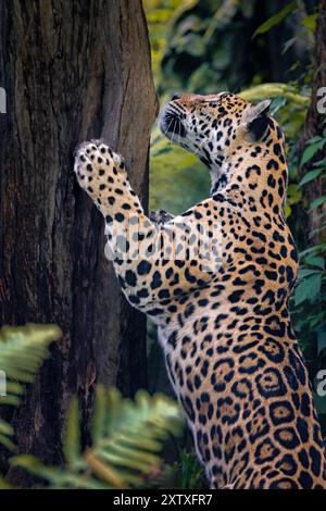 Un jaguar grimpant à un arbre dans une forêt luxuriante, présentant son manteau tacheté et sa musculature Banque D'Images