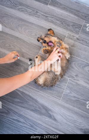 Un petit chien de race teckel s'amuse avec son maître pendant qu'elle le chatouille. Ils jouent à la maison et le chien joue pour montrer ses dents avec une défense Banque D'Images