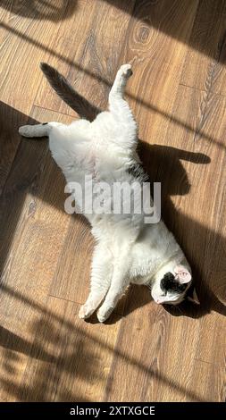 Chat noir et blanc est confortablement allongé sur un plancher en bois, prélassé dans la lumière chaude du soleil. L'atmosphère sereine transmet un sentiment de paix et de détente. Banque D'Images