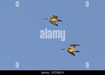 Snipe commune (Gallinago gallinago), deux, photo de vol, ciel bleu, Helgoland, Schleswig-Holstein, Allemagne, Europe Banque D'Images