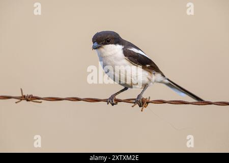 Fiscal Shrike (Lanius collaris), Common fiscal, Southern fiscal, Pie-grieche fiscale, Alcaudon fiscal, Addo Elephant National Park, Addo, Western C Banque D'Images